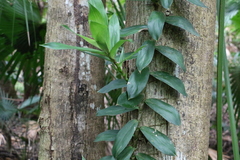 Freycinetia scandens