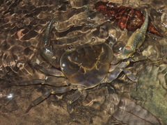 Demanietta suanphung