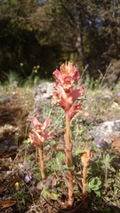 Orobanche alba