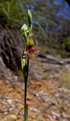 Calochilus therophilus