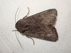 Aporophyla lutulenta