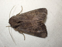 Aporophyla lutulenta