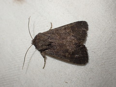 Aporophyla lutulenta