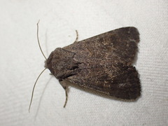 Aporophyla lutulenta