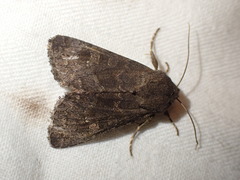 Aporophyla lutulenta