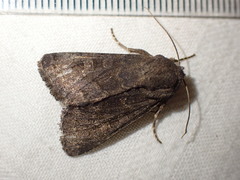 Aporophyla lutulenta