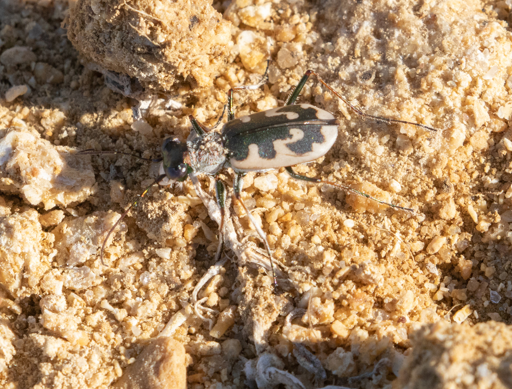 Cephalota littorea goudotii