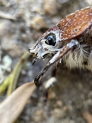 Anoplognathus velutinus