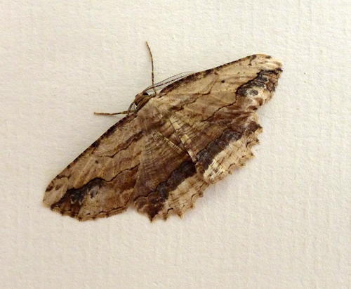 Waved Umber