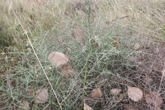 Maireana microphylla