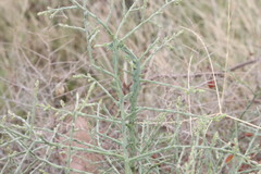 Maireana microphylla