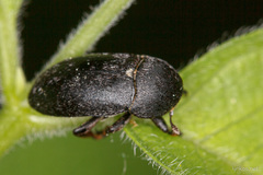 Dermestes mustelinus