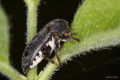 Dermestes mustelinus