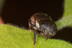 Dermestes mustelinus