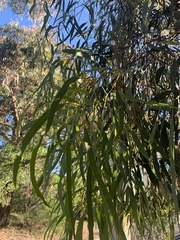 Corymbia maculata