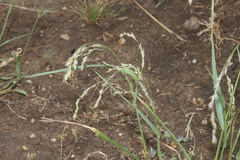 Panicum buncei