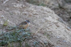 Emberiza godlewskii khamensis