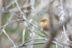 Emberiza siemsseni