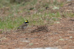 Emberiza elegans elegantula