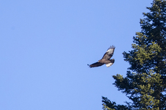 Buteo refectus
