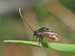Cauchas fibulella