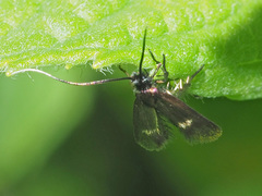 Cauchas fibulella