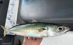 Scomber australasicus