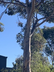 Corymbia maculata