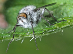 Thereva microcephala