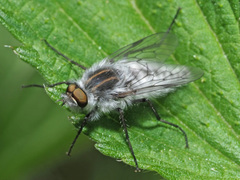 Thereva microcephala