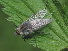 Thereva microcephala