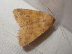 Xanthia gilvago