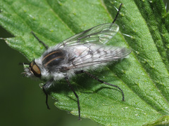 Thereva microcephala