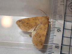 Xanthia gilvago