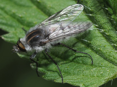 Thereva microcephala