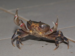 Demanietta khirikhan