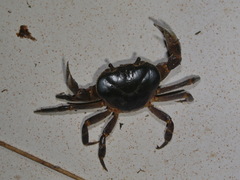 Demanietta khirikhan