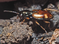 Bembidion articulatum