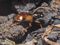 Bembidion articulatum