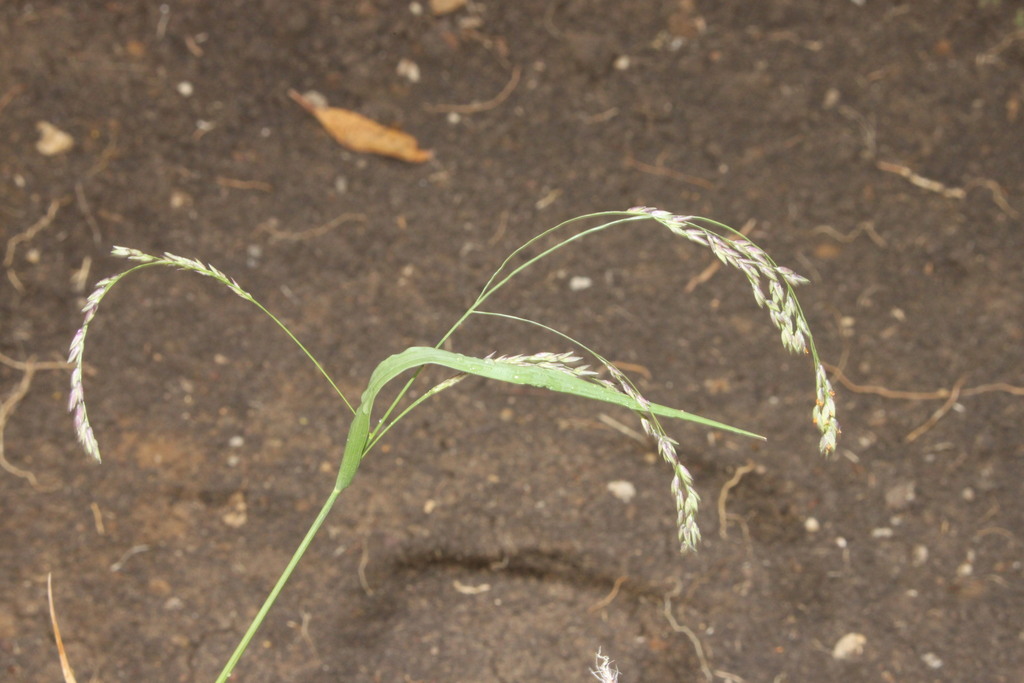 Panicum buncei