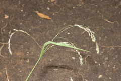 Panicum buncei