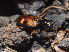 Bembidion articulatum
