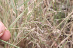 Panicum buncei