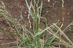 Panicum buncei