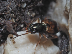 Bembidion articulatum