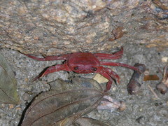 Phricotelphusa limula