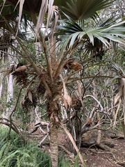 Pritchardia
