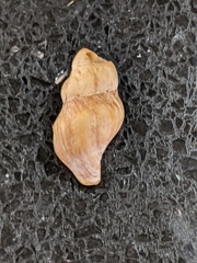 Nodopelagia brazieri