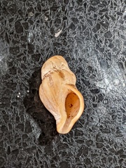 Nodopelagia brazieri