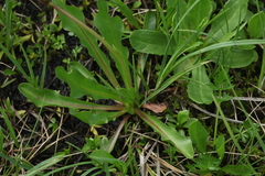 Taraxacum confusum